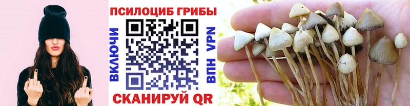 ссылка на мегу онион  Шилка  Псилоцибиновые грибы Cubensis 